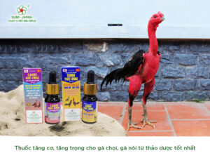 thuoc-nuoi-ga-da-tot-nhat-hien-nay